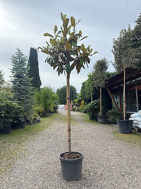 Immergrüne Magnolie / Magnolia grandiflora