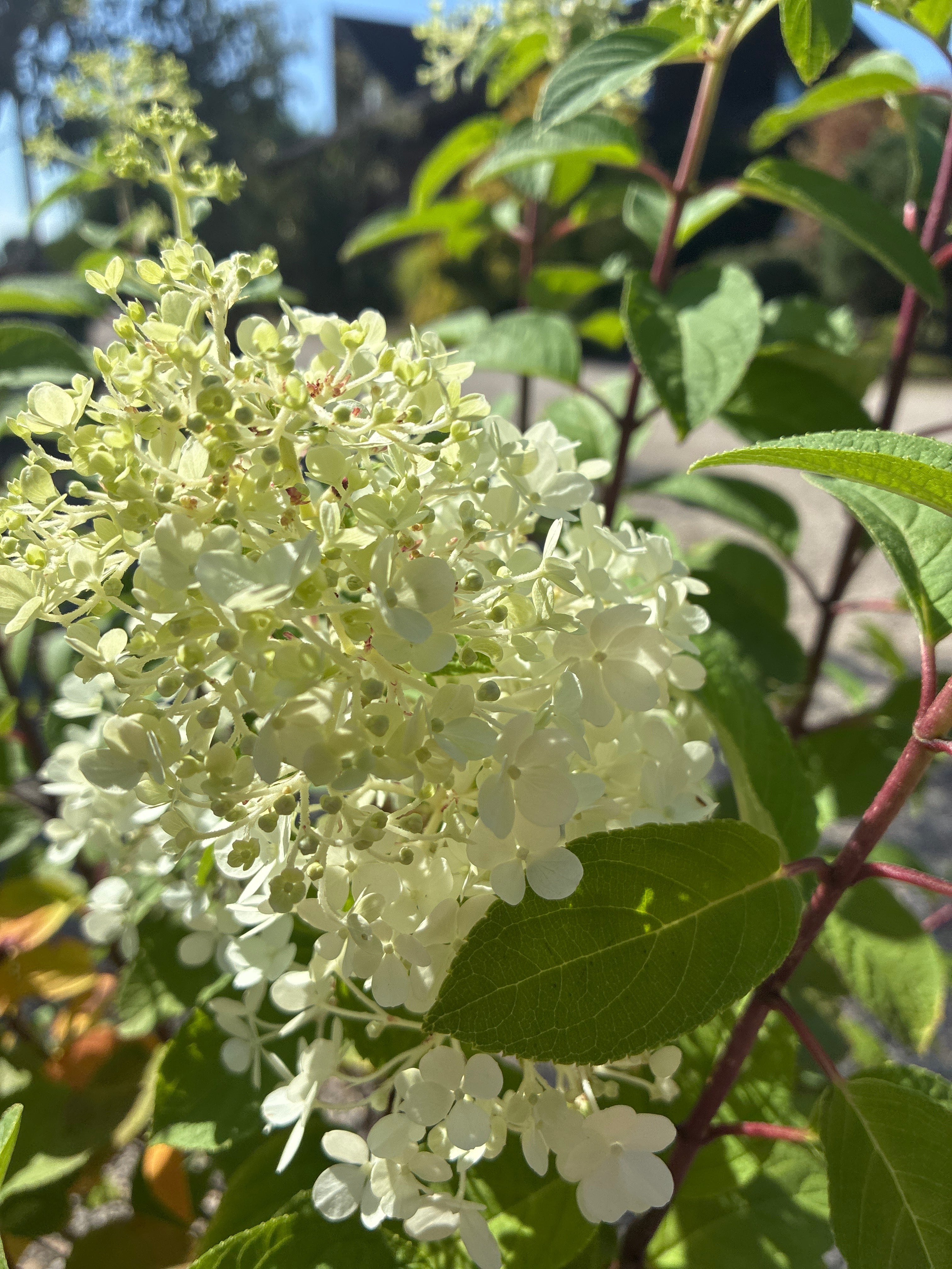 Zwerg-Rispenhortensie / Hydrangea paniculata 'Bobo'
