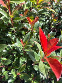 Glanzmispel / Photinia fras.'Robusta Compacta'