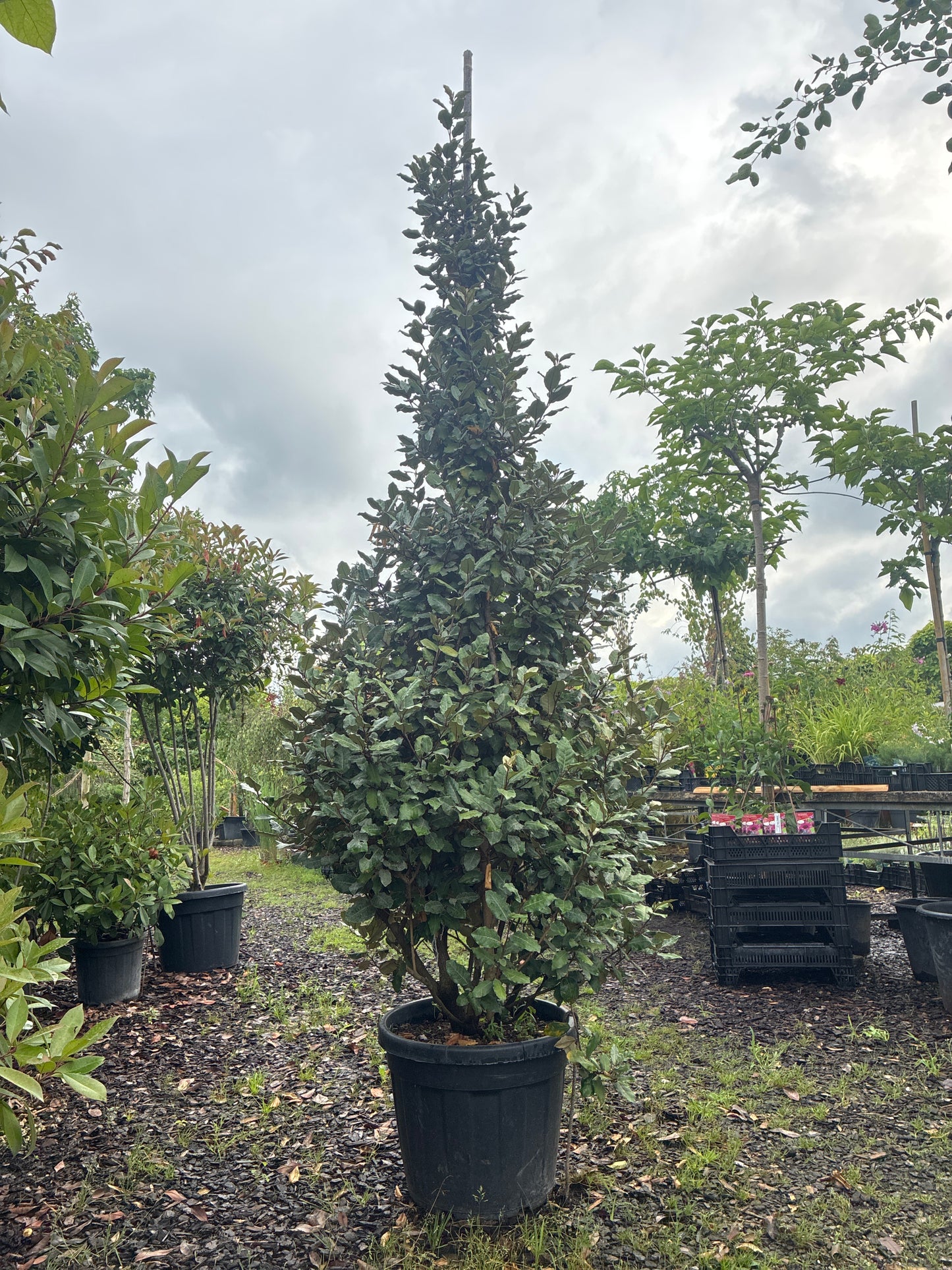 Wintergrüne Ölweide / Elaeagnus x ebbingei