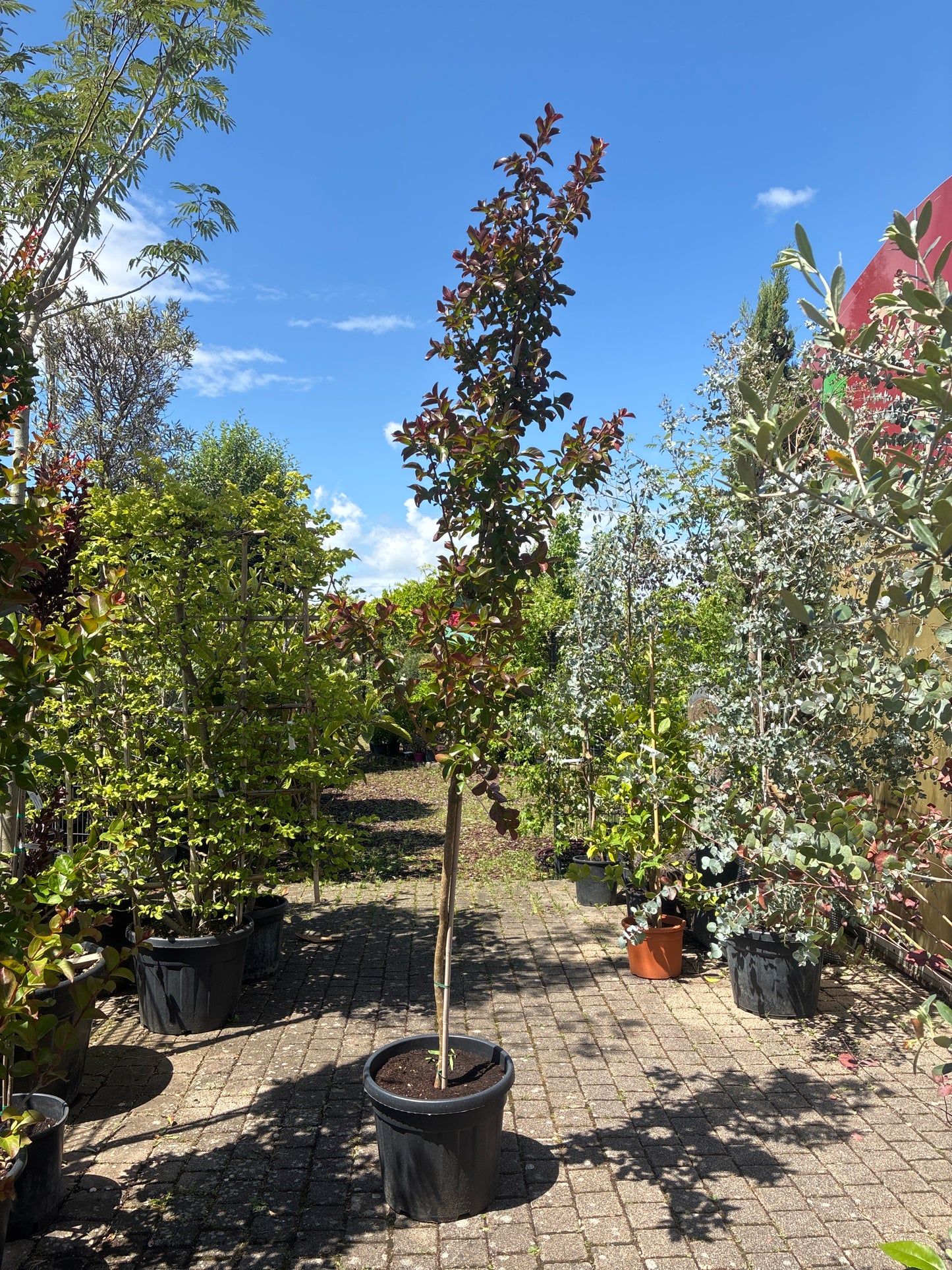 Lagerströmie 'Dynamite' / Lagerstroemia indica 'Dynamite'