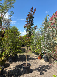 Lagerströmie 'Dynamite' / Lagerstroemia indica 'Dynamite'