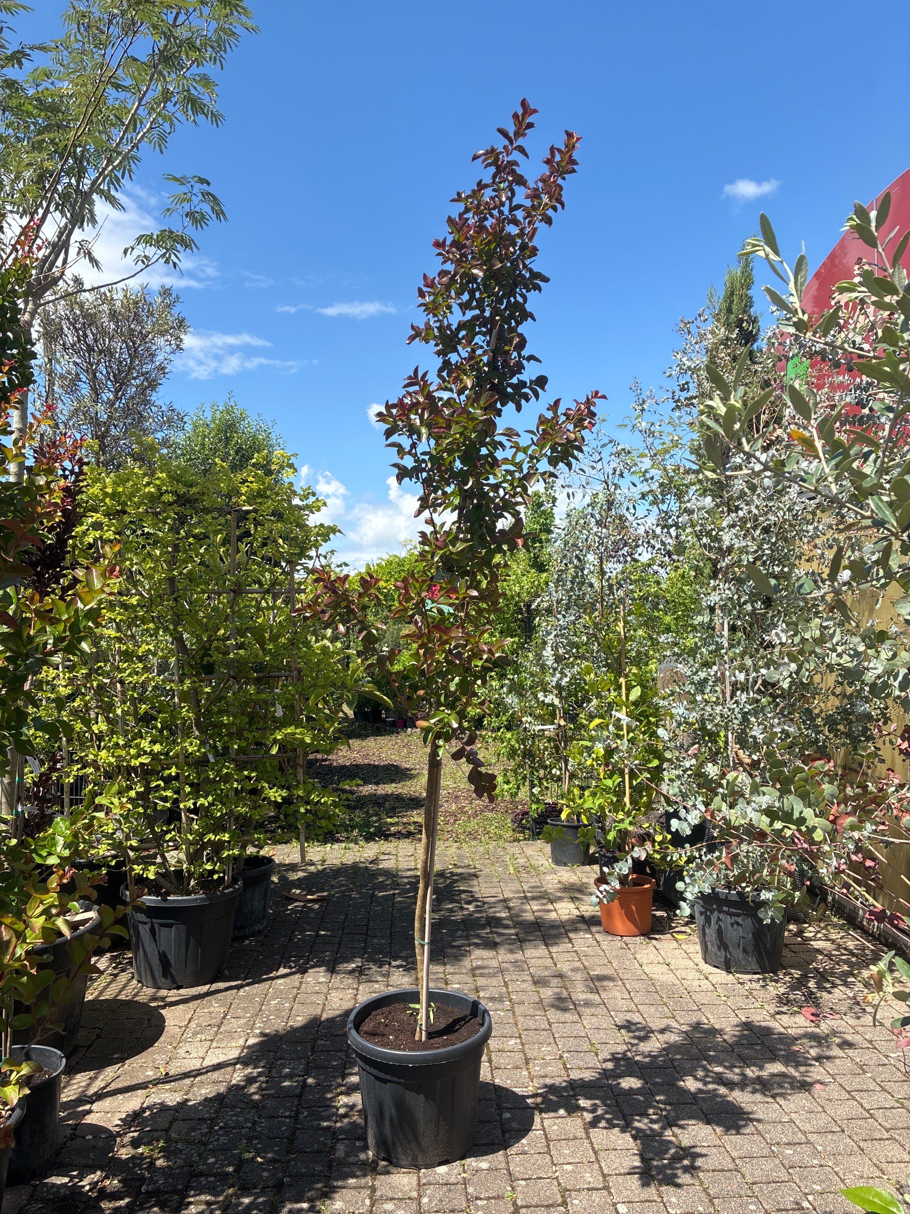 Lagerströmie 'Dynamite' / Lagerstroemia indica 'Dynamite'