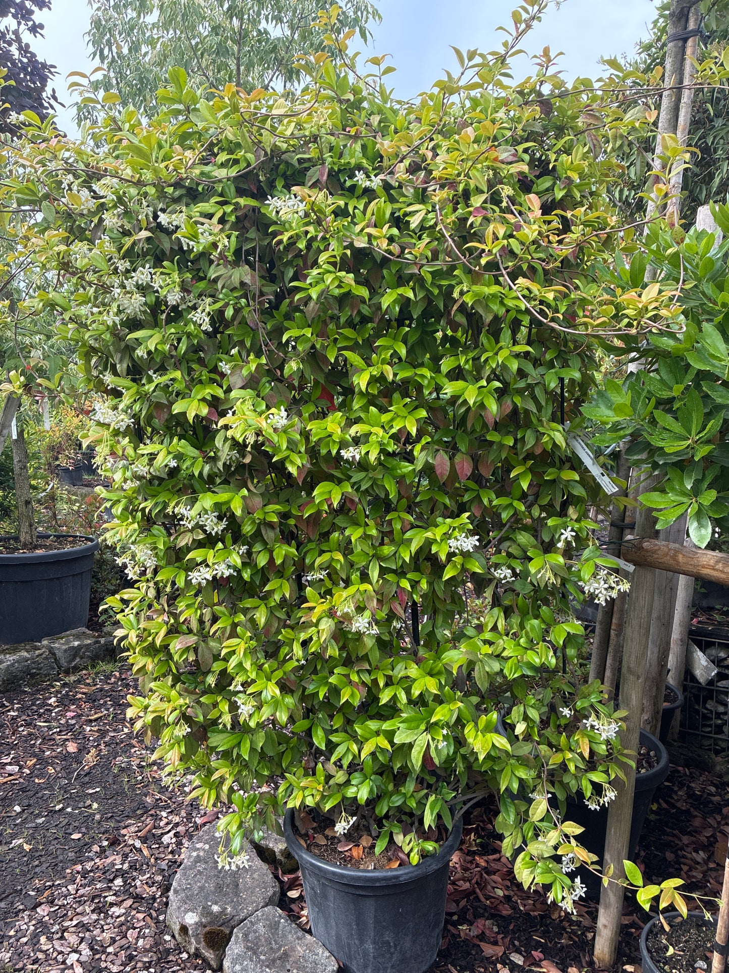 Sternjasmin / Trachelospermum jasminoides