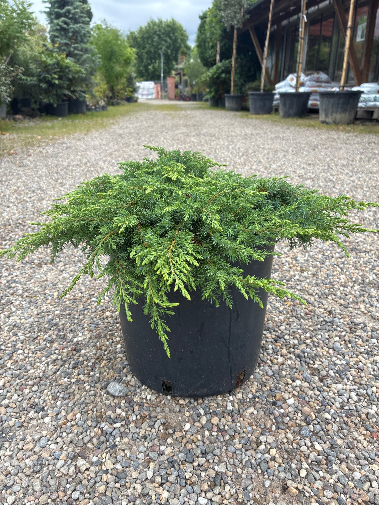 Immergrüner Kriechwacholder / juniperus communis 'green carpet'