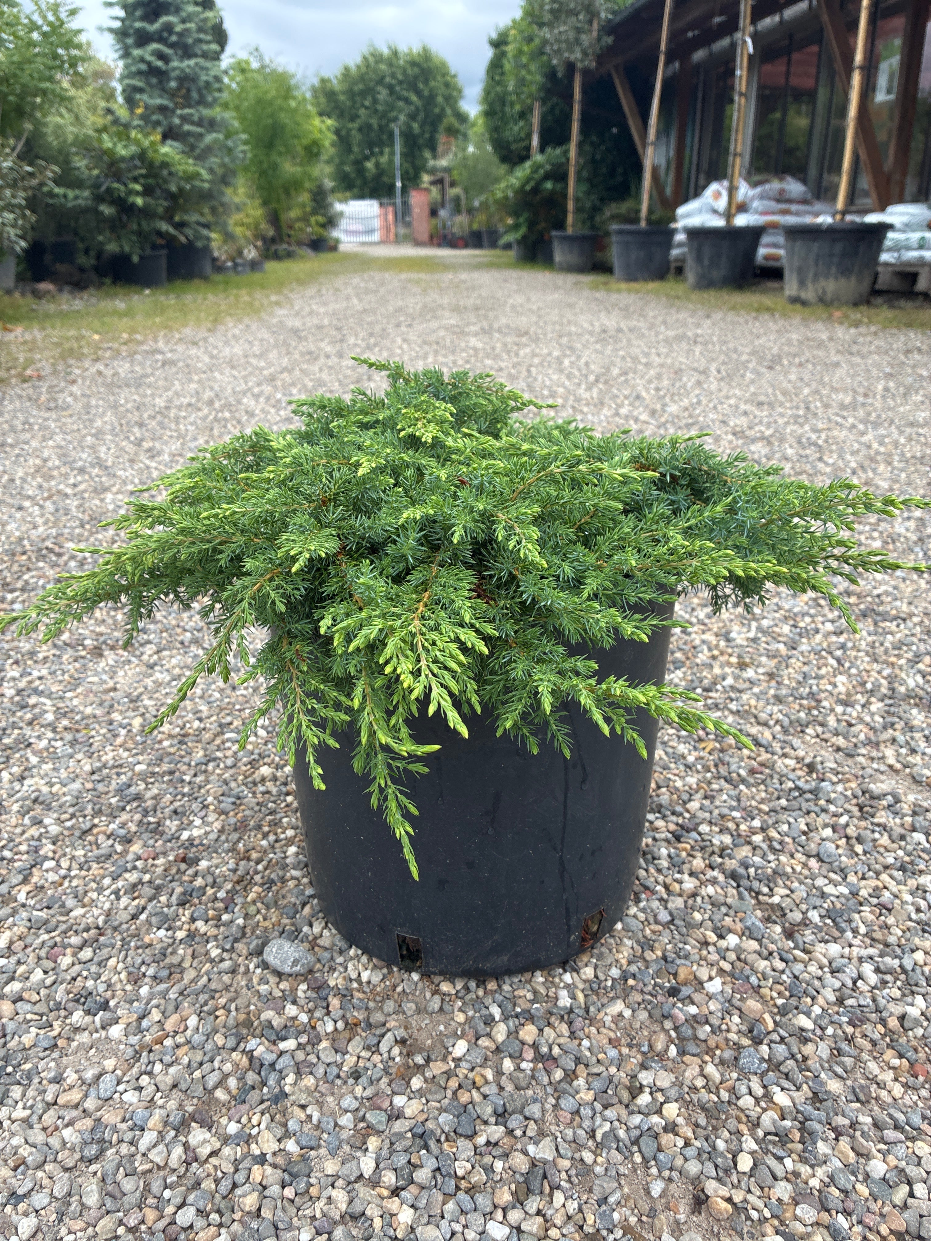 Immergrüner Kriechwacholder / juniperus communis 'green carpet'