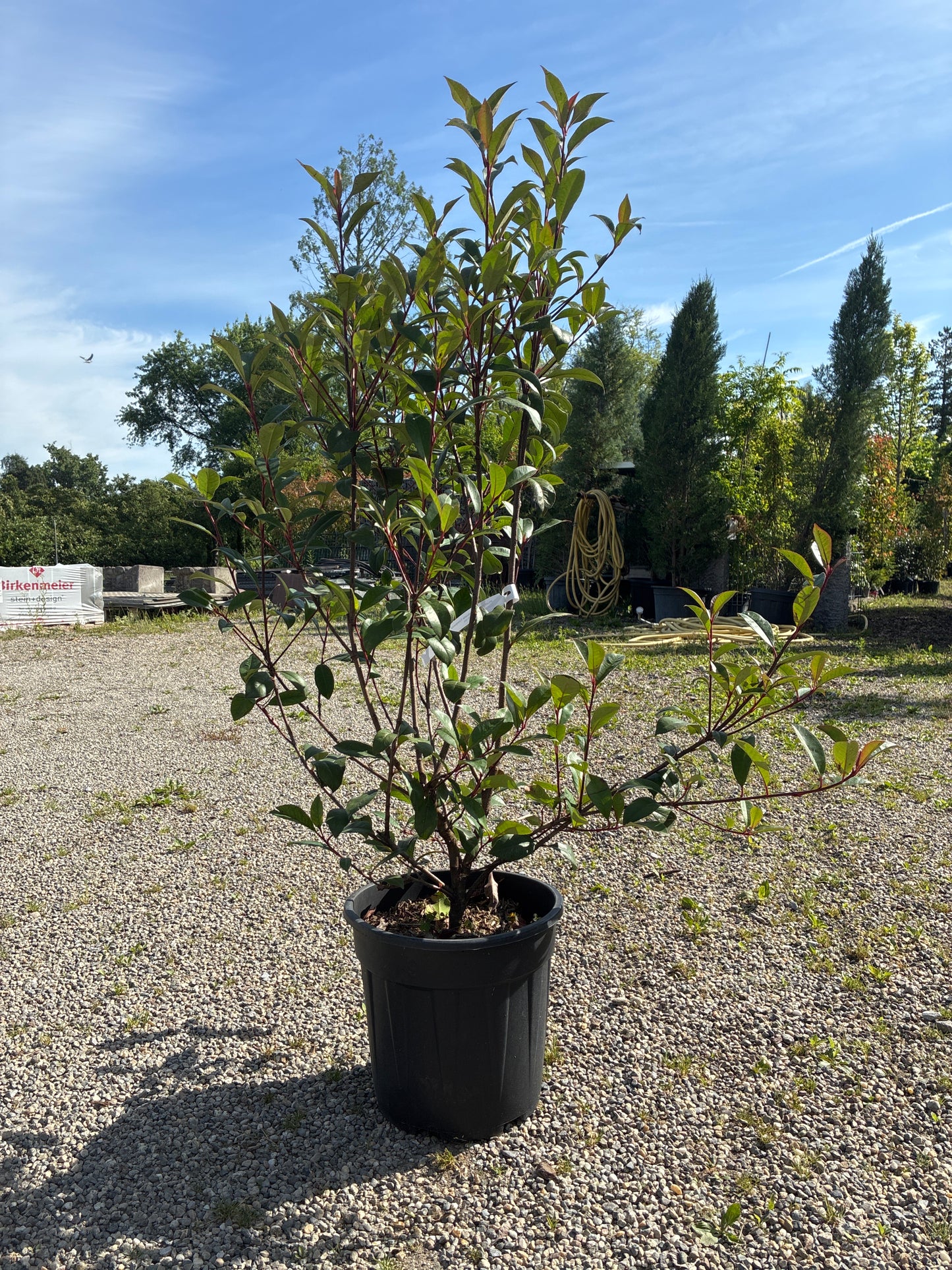 Glanzmispel / Photinia fras.'Robusta Compacta'