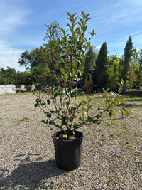 Glanzmispel / Photinia fras.'Robusta Compacta'