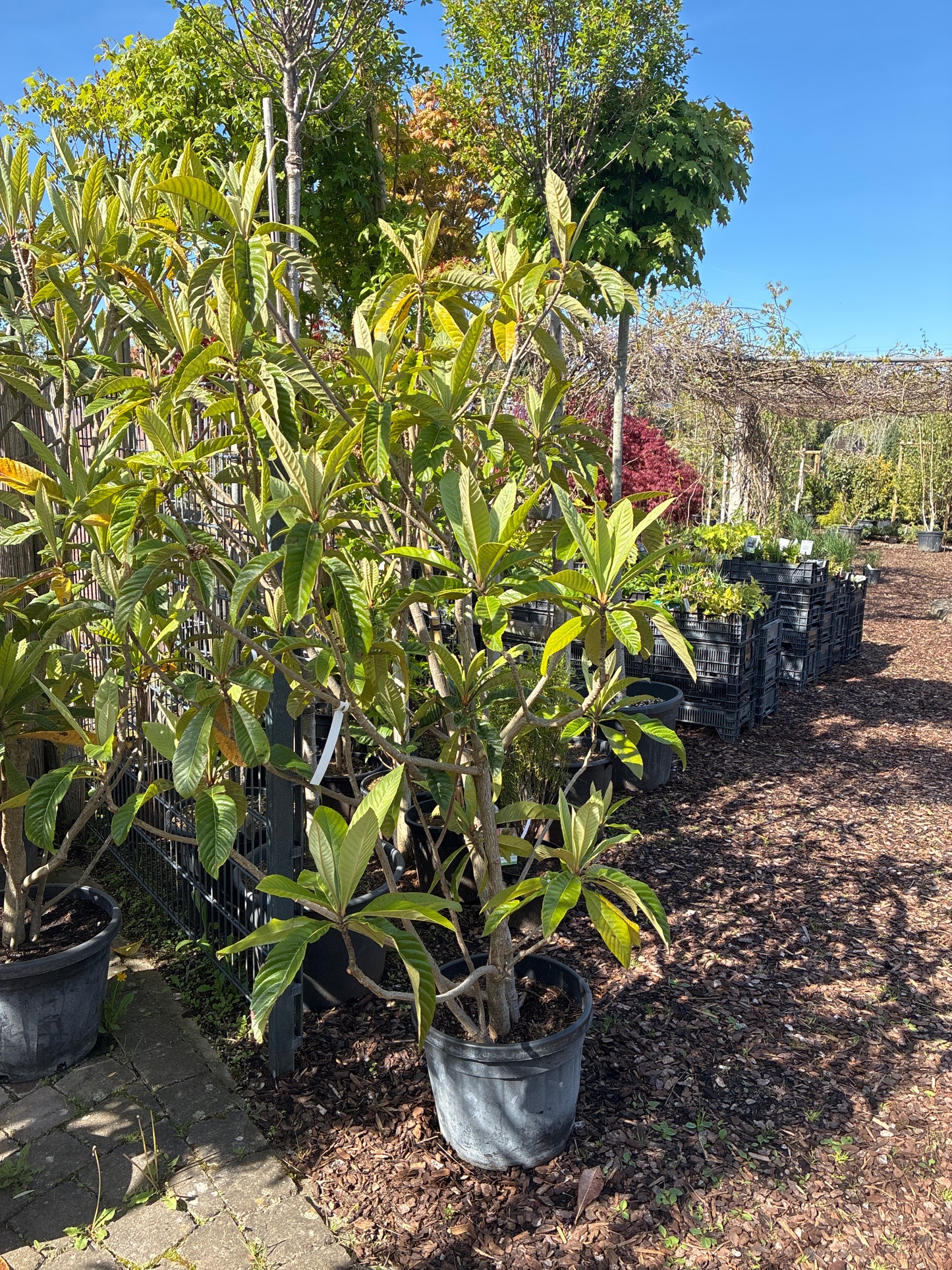 Wollmispel / Eriobotrya japonica