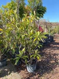 Wollmispel / Eriobotrya japonica