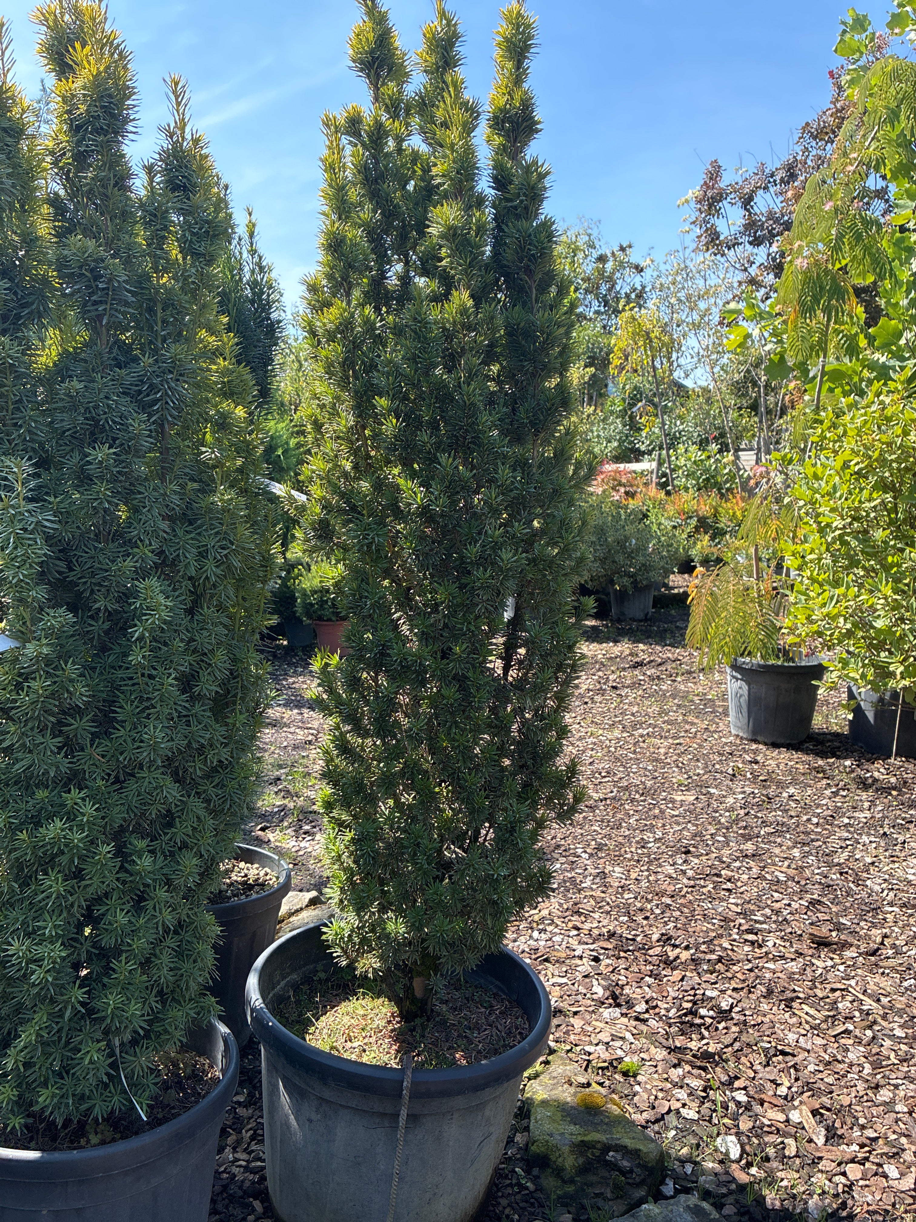 Gold-Säuleneibe 'Fastigiata Aurea' / Taxus baccata 'Fastigiata Aurea'