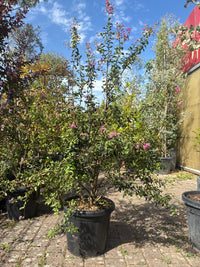 Kräuselmyrte 'Superviolacea' / Lagerstroemia indica 'Superviolacea'