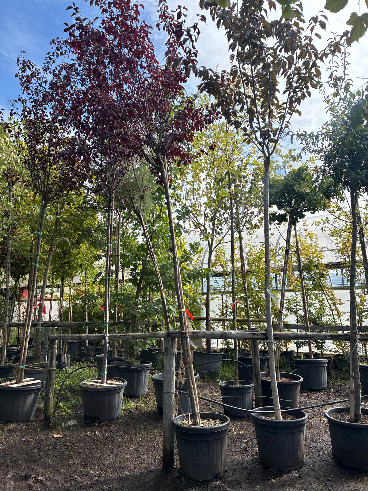 Blutpflaume 'Nigra' / Prunus cerasifera 'Nigra'