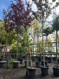 Blutpflaume 'Nigra' / Prunus cerasifera 'Nigra'