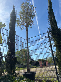 Olivenbaum / Olea europaea