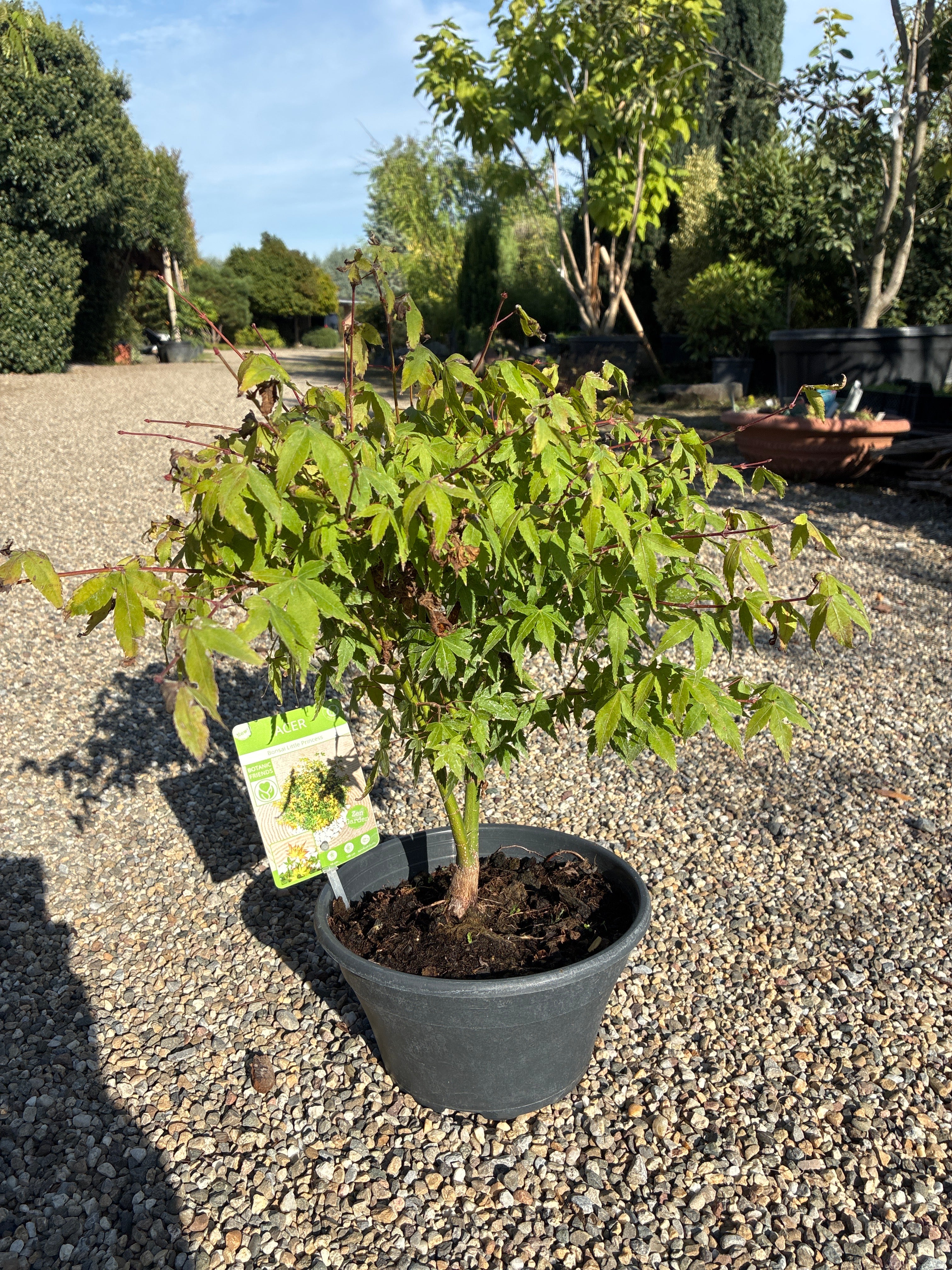 Fächerahorn Mini Bonsai / Acer palmatum 'Little Princess'