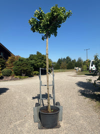 Fächerblattbaum 'Mariken' / Ginkgo biloba 'Mariken'