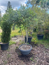 Burkwoods Duftblüte / Osmanthus burkwoodii