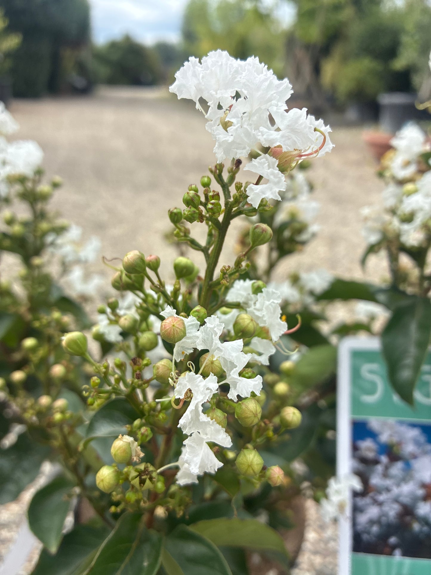 Indianerflieder / Lagerstroemia 'enduring white'