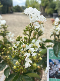 Indianerflieder / Lagerstroemia 'enduring white'