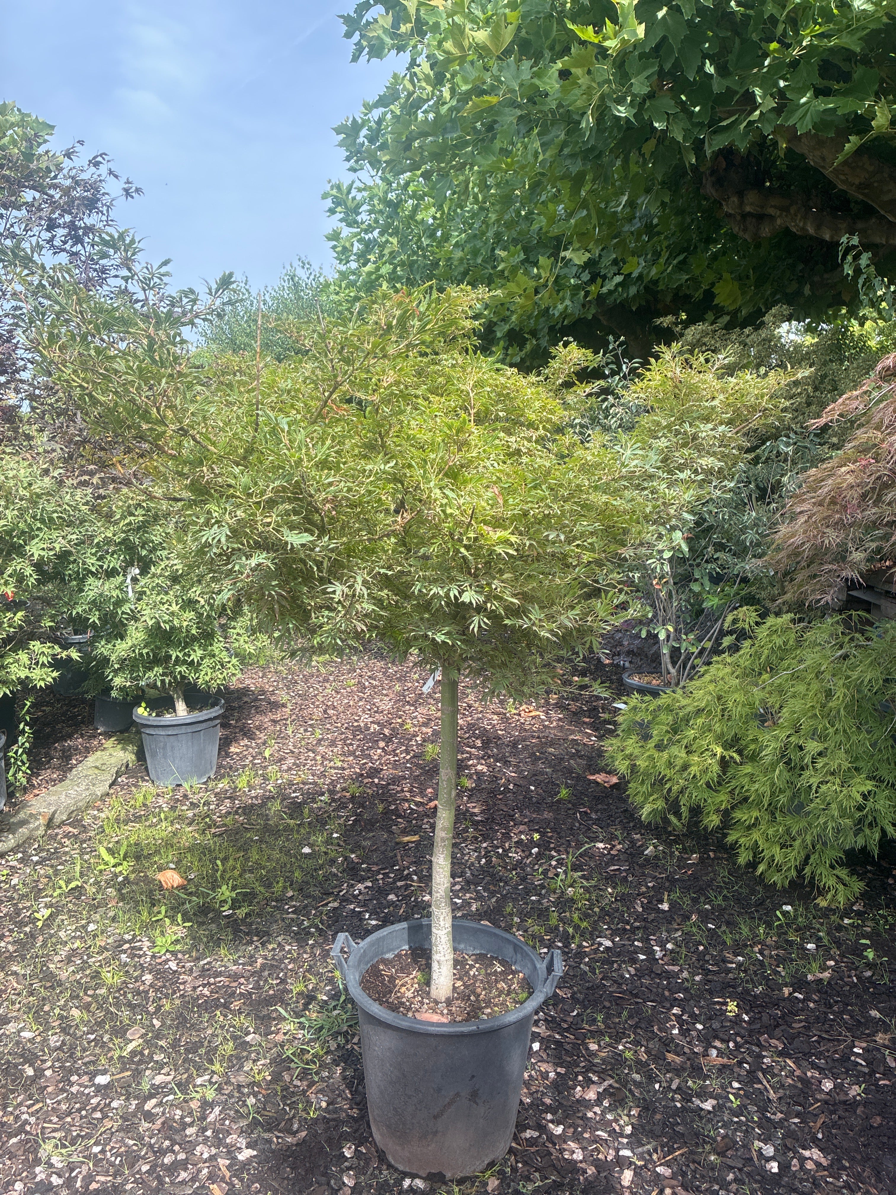 Fächerahorn 'Jerre Schwartz' / Acer palmatum 'Jerre Schwartz'