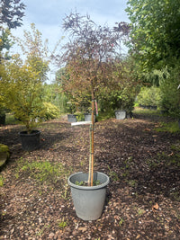 Fächerahorn 'Red Pygmy' / Acer palmatum 'Red Pygmy'