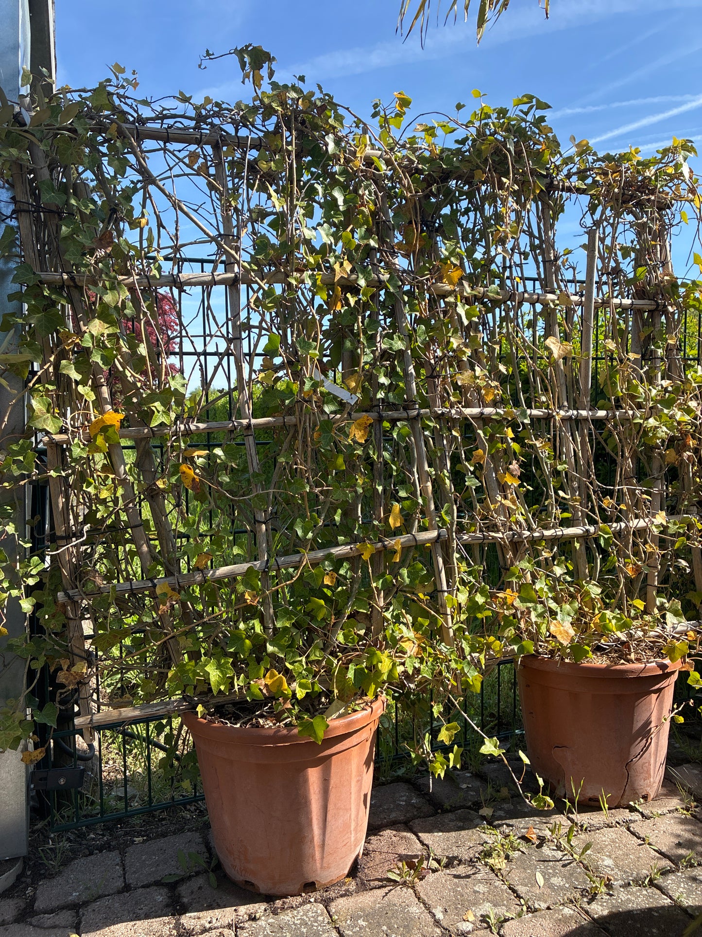Großblättriger Irischer Efeu / Hedera helix ssp. hibernica, Spalier