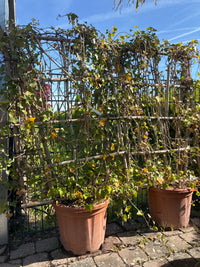 Großblättriger Irischer Efeu / Hedera helix ssp. hibernica, Spalier