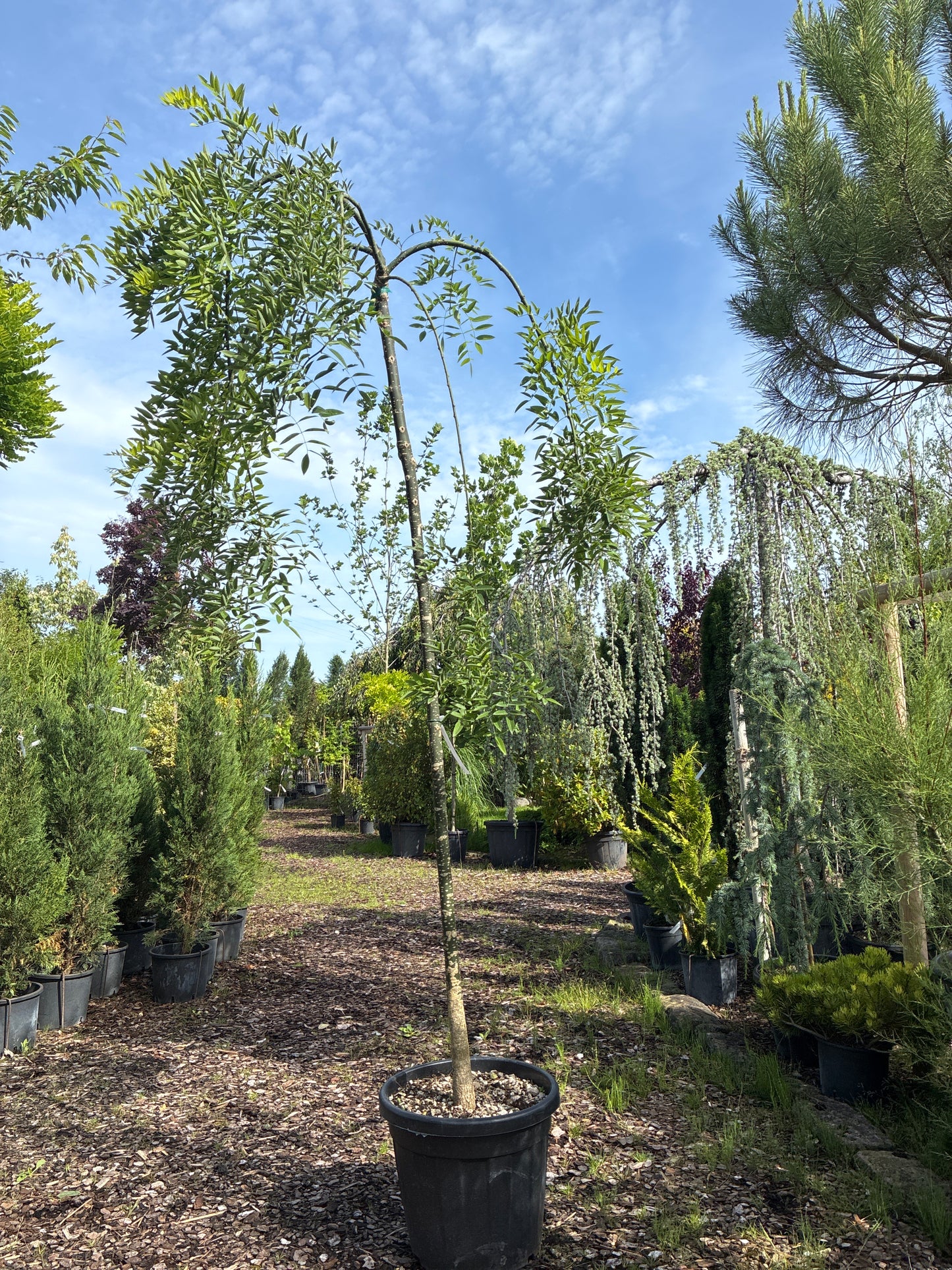 Hängender Schnurbaum 'Pendula' / Sophora japonica 'Pendula'