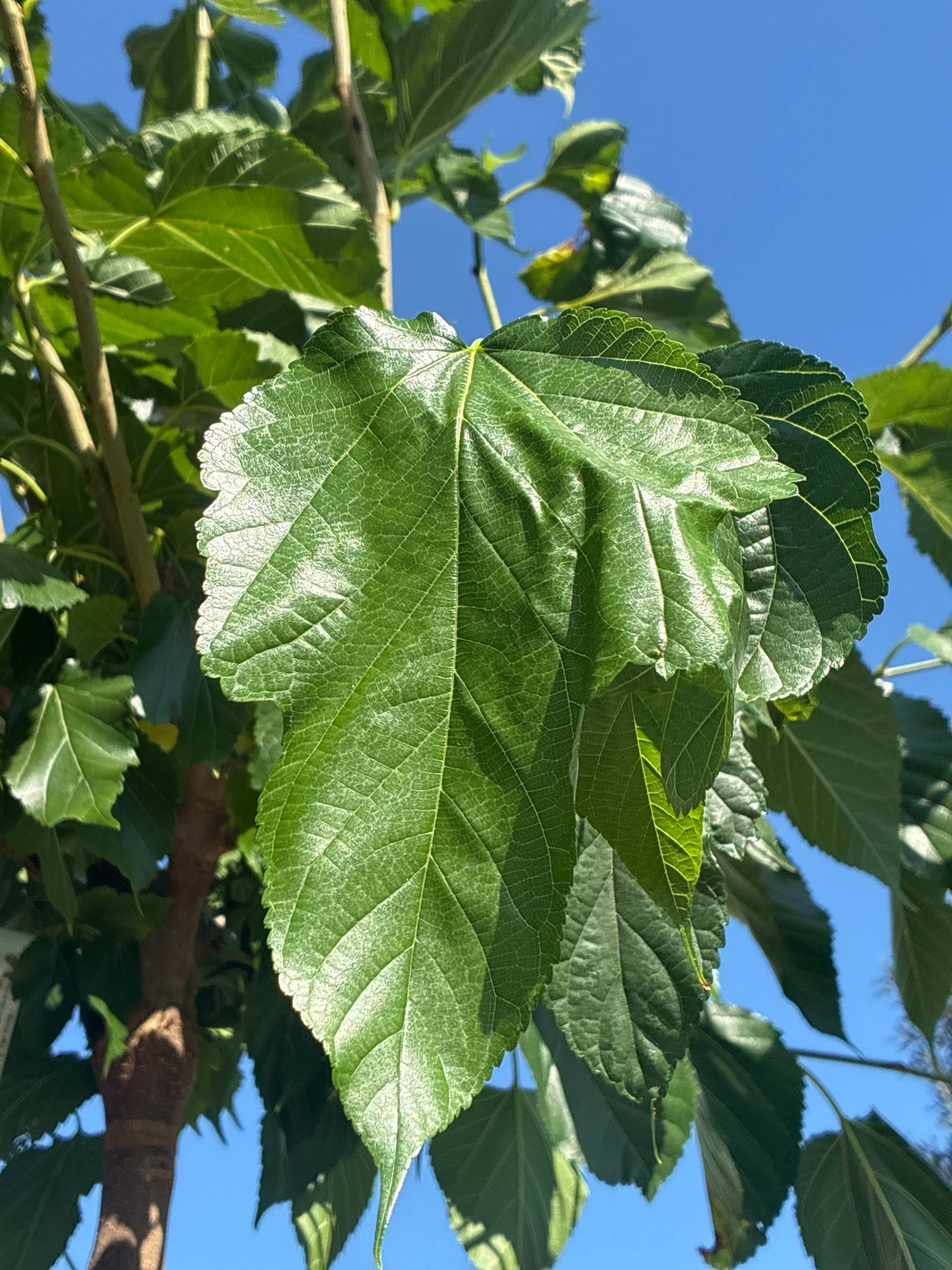 Maulbeerbaum 'Fruitless' / Morus alba 'Fruitless'
