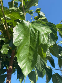 Maulbeerbaum 'Fruitless' / Morus alba 'Fruitless'