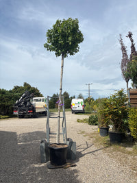 Kugel-Amberbaum 'Gum Ball' / Liquidambar styraciflua 'Gum Ball'
