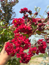 Lagerströmie 'Dynamite' / Lagerstroemia indica 'Dynamite'