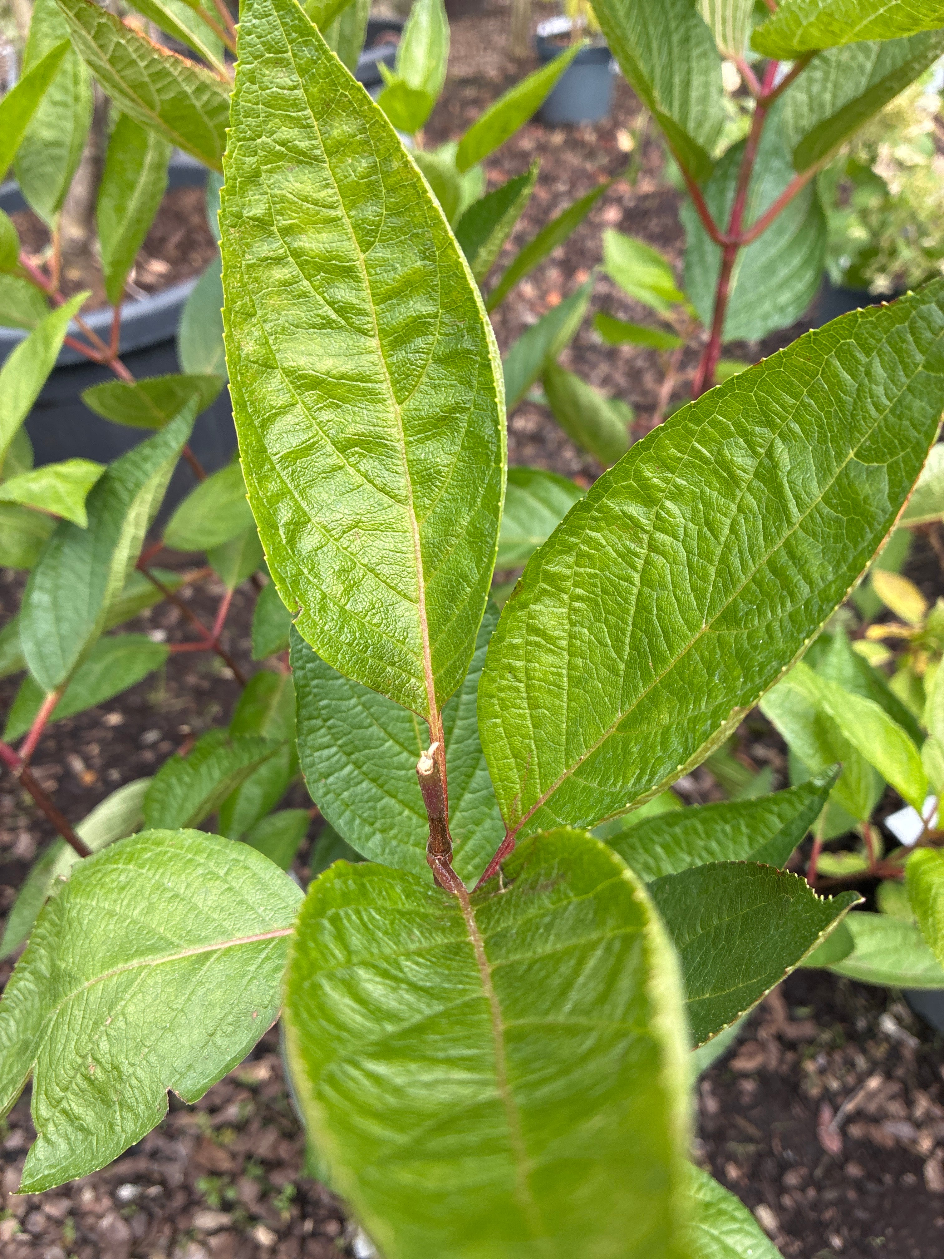 Rispenhortensie / Hydrangea paniculata 'Magical® Vesuvio'