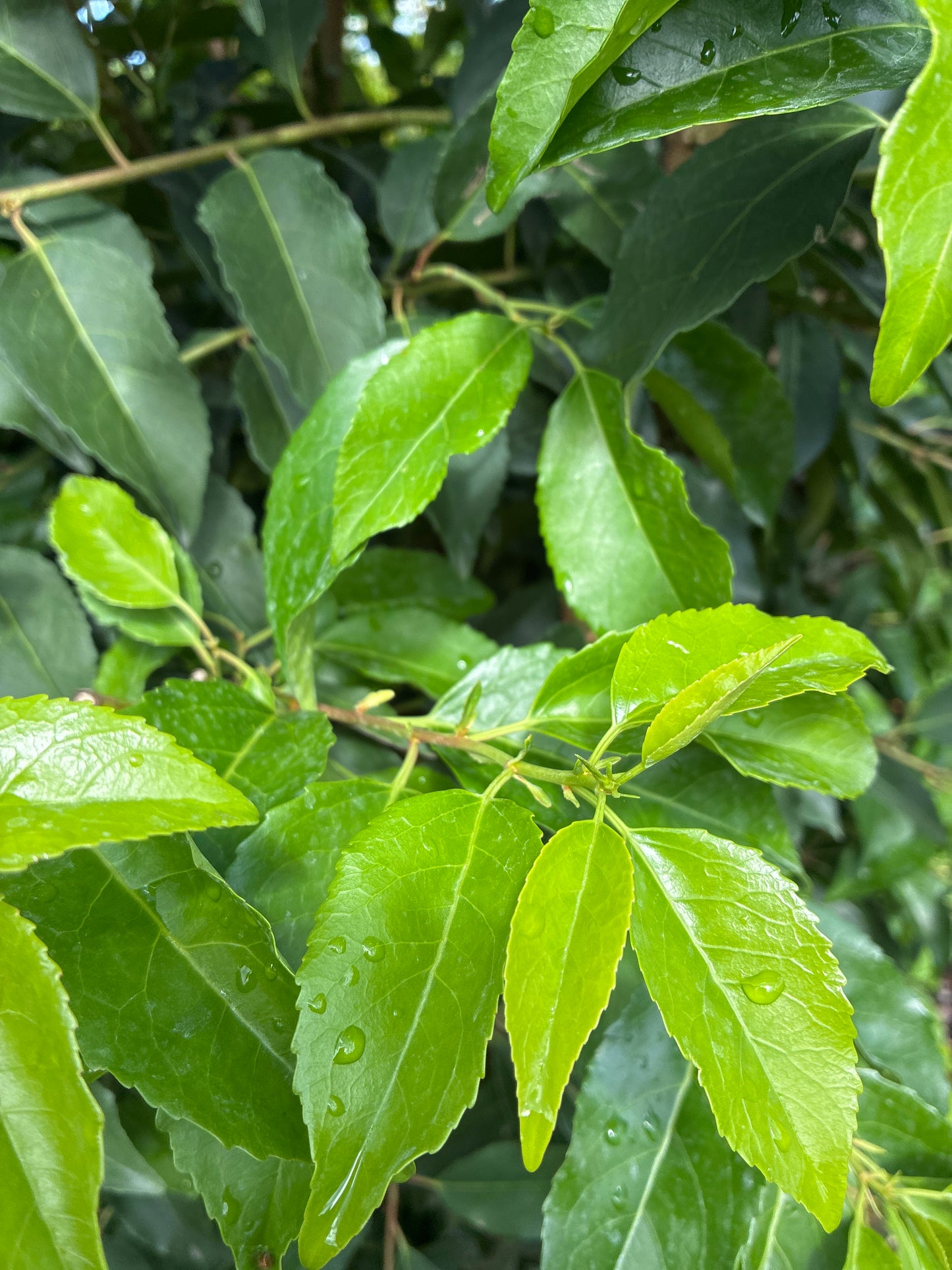 Portugiesische Lorbeerkirsche 'Angustifolia' / Prunus lusitanica 'Angustifolia'