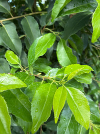Portugiesische Lorbeerkirsche 'Angustifolia' / Prunus lusitanica 'Angustifolia'