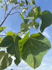 Blauglockenbaum / Paulownia tomentosa