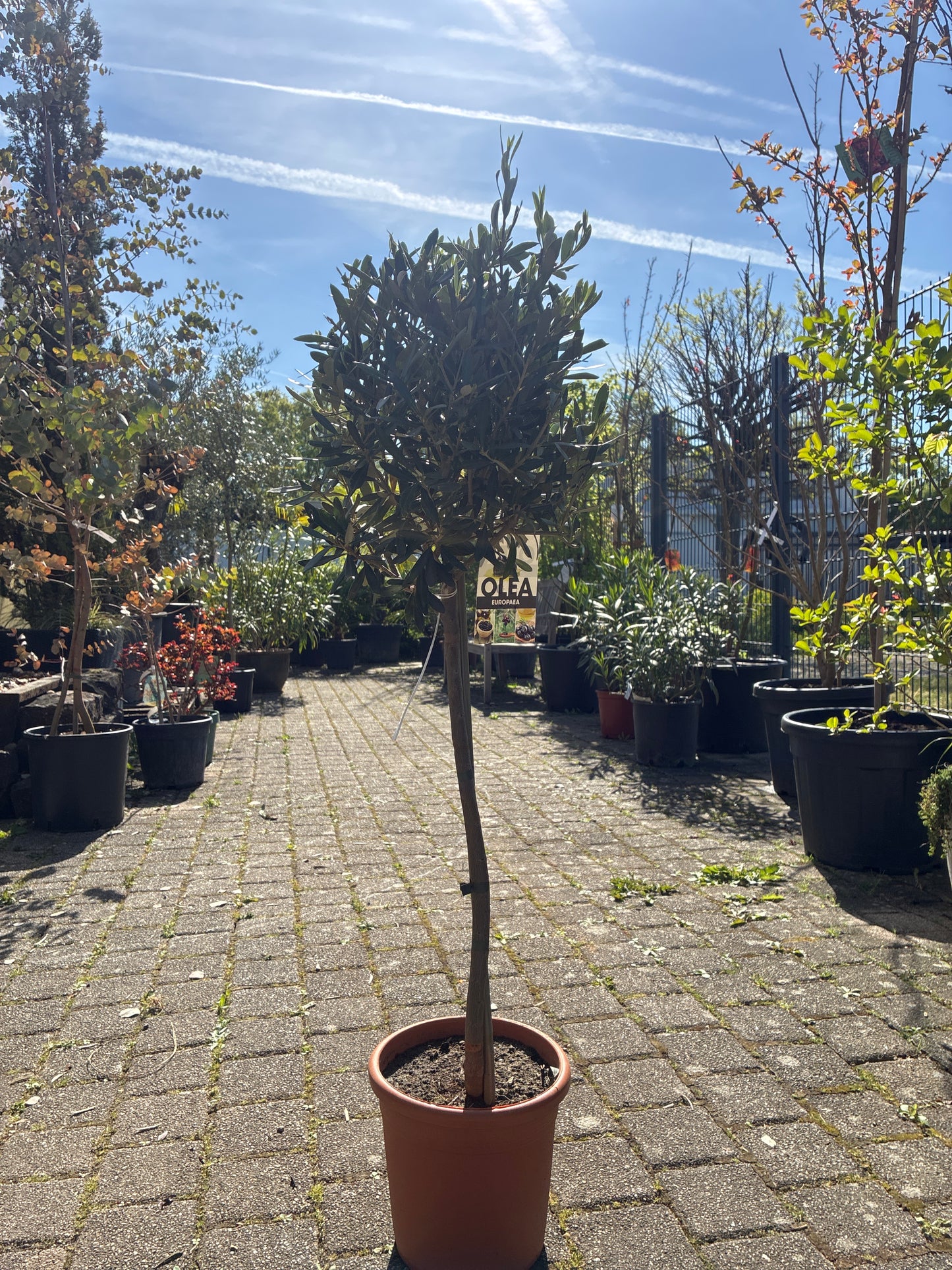 Olivenbaum / Olea europaea