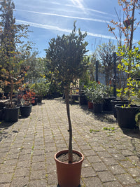 Olivenbaum / Olea europaea