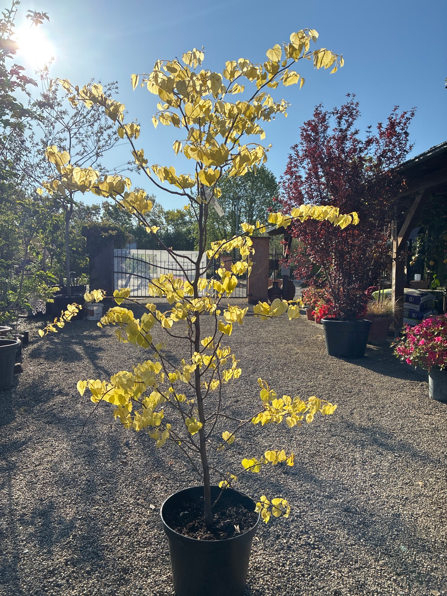 Kanadischer Judasbaum 'Rising Sun' / Cercis canadensis 'Rising Sun'