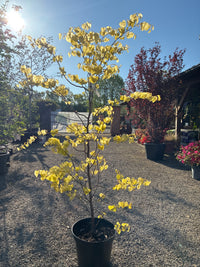 Kanadischer Judasbaum 'Rising Sun' / Cercis canadensis 'Rising Sun'