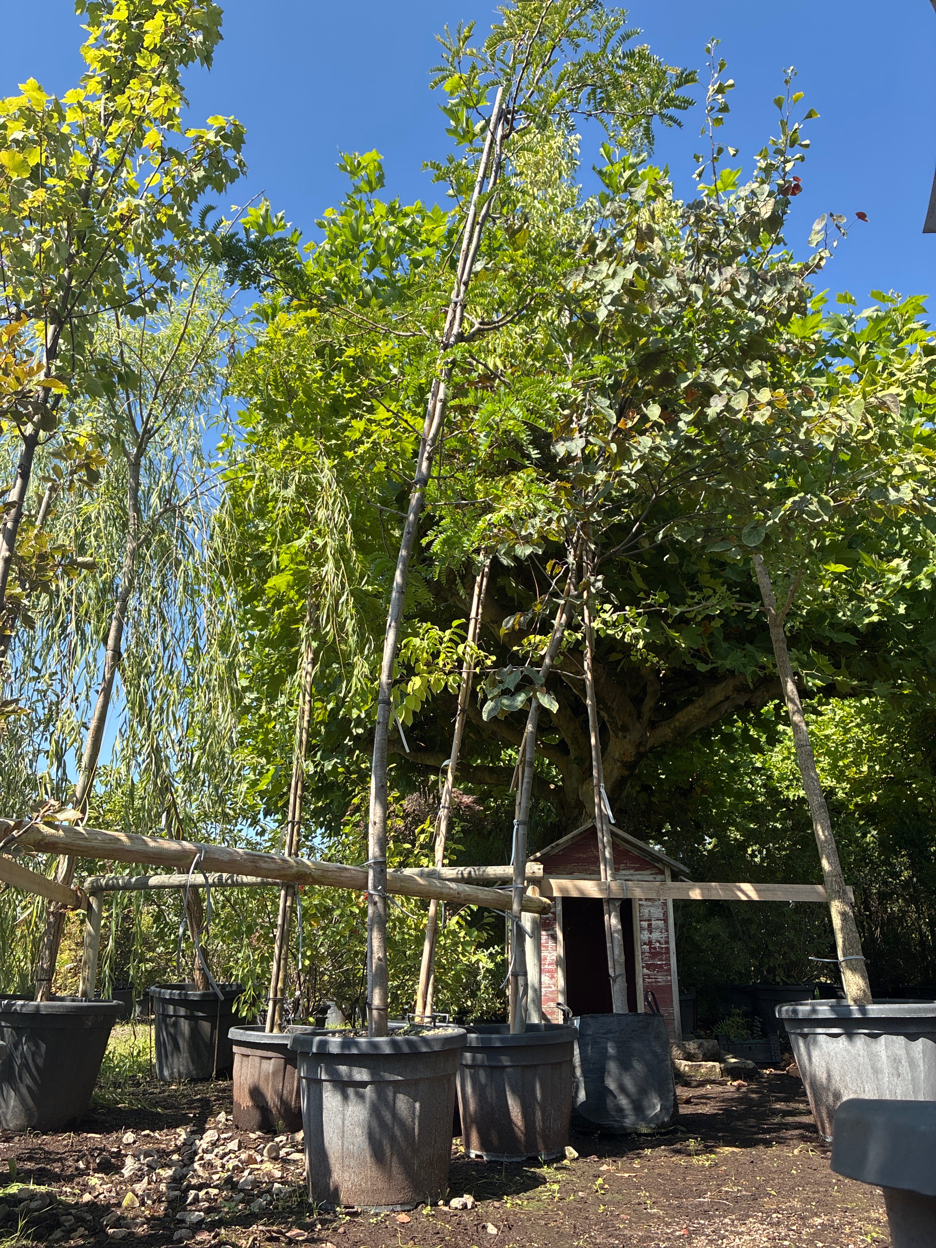 Amerikanische Gleditschie / Gleditsia Triacanthos 'Sunburst'