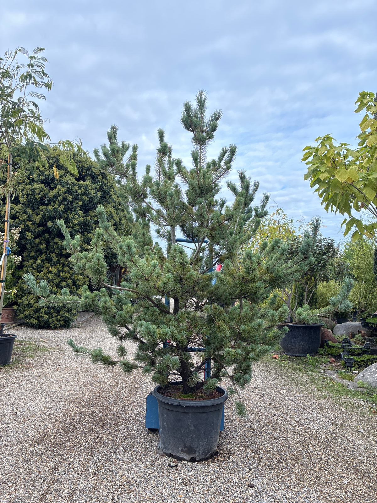 Blaue Mädchenkiefer 'Negishi' / Pinus parviflora 'Negishi'