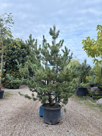 Blaue Mädchenkiefer 'Negishi' / Pinus parviflora 'Negishi'
