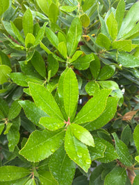Westlicher Erdbeerbaum / Arbutus unedo