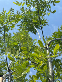 Schnurbaum / Sophora japonica