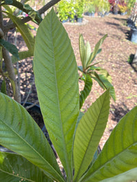 Wollmispel / Eriobotrya japonica