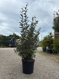 Immergrüne Ölweide 'Compacta' / Elaeagnus x ebbingei 'Compacta'