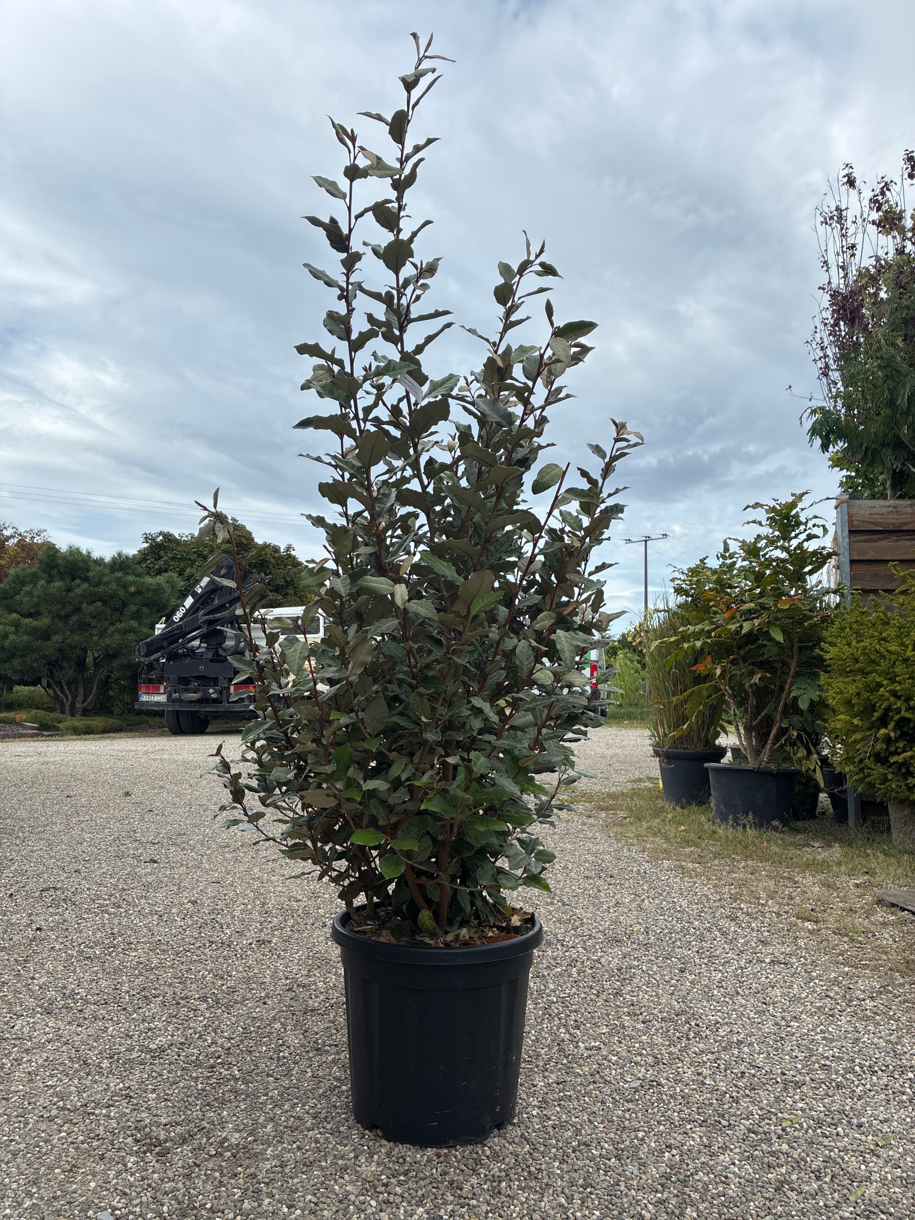 Immergrüne Ölweide 'Compacta' / Elaeagnus x ebbingei 'Compacta'