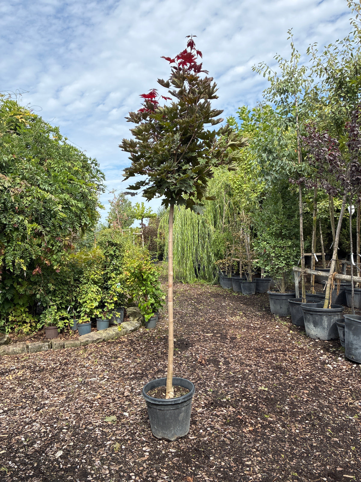 Spitzahorn 'Crimson Sentry' / Acer platanoides 'Crimson Sentry'